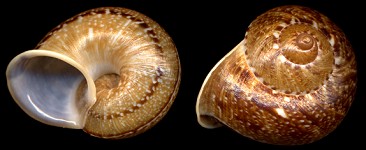 Cyclophorus perdix Broderip and Sowerby, 1829