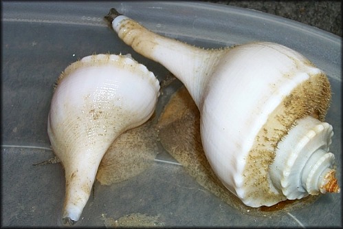 Busycotypus canaliculatus (Linnaeus, 1758) Albinos