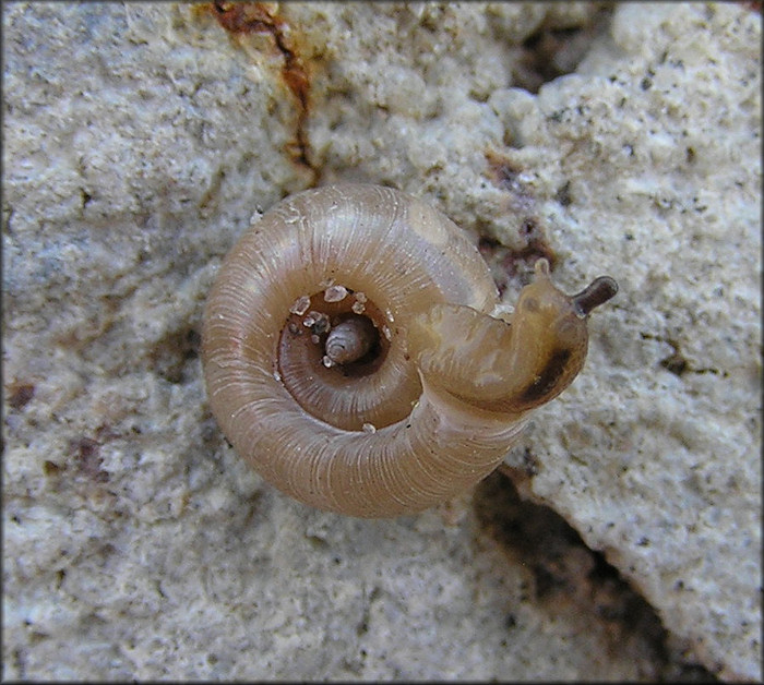 Polygyra cereolus (Mhlfeld, 1816) Southern Flatcoil