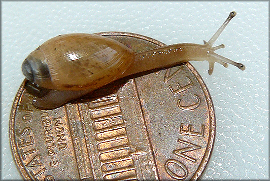 Euglandina rosea (Frussac, 1821) Juvenile