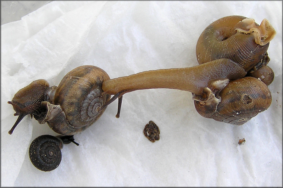 Some Of The Daedalochila Specimens Found At Site #3 On 2/23/2010