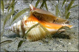 Strombus alatus Gmelin, 1791 Living Juvenile In Situ