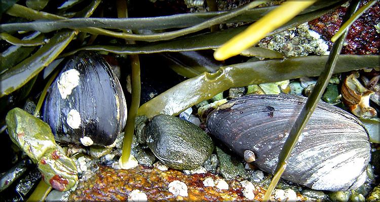 Mytilus edulis Linnaeus, 1758 Blue Mussel