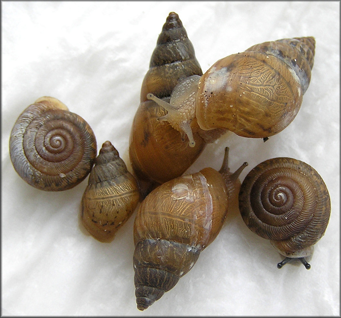 Bulimulus sporadicus (d’Orbigny, 1835)