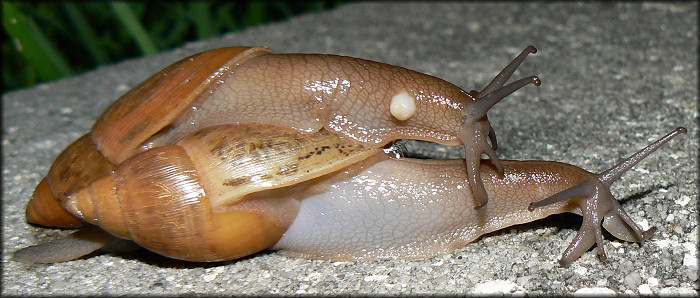 Euglandina rosea (Frussac, 1821) Mating Ritual