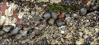 Stramonita haemastoma (Linnaeus, 1767) Florida Rocksnail In Situ