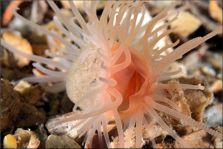 Limaria pellucida C. B. Adams, 1846 In Situ