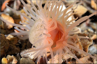 Limaria pellucida C. B. Adams, 1846 In Situ