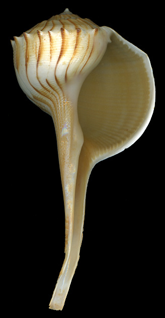 Busycoarctum coarctatum (G. B. Sowerby I, 1825) Turnip Whelk