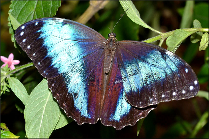 Morpho peleides Blue Morpho