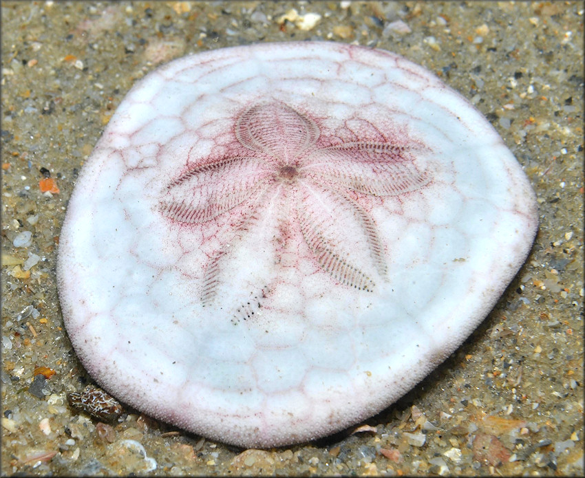 Clypeaster subdepressus (Gray,1825) Sand Dollar