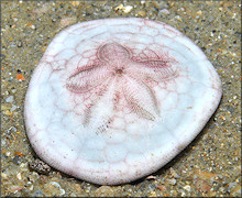 Clypeaster subdepressus (Gray,1825) Sand Dollar