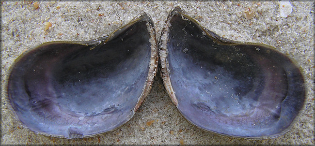 Ischadium recurvum (Rafinesque, 1820) Hooked Mussel