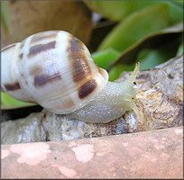 Drymaeus dormani (W. G. Binney, 1857) Manatee Treesnail