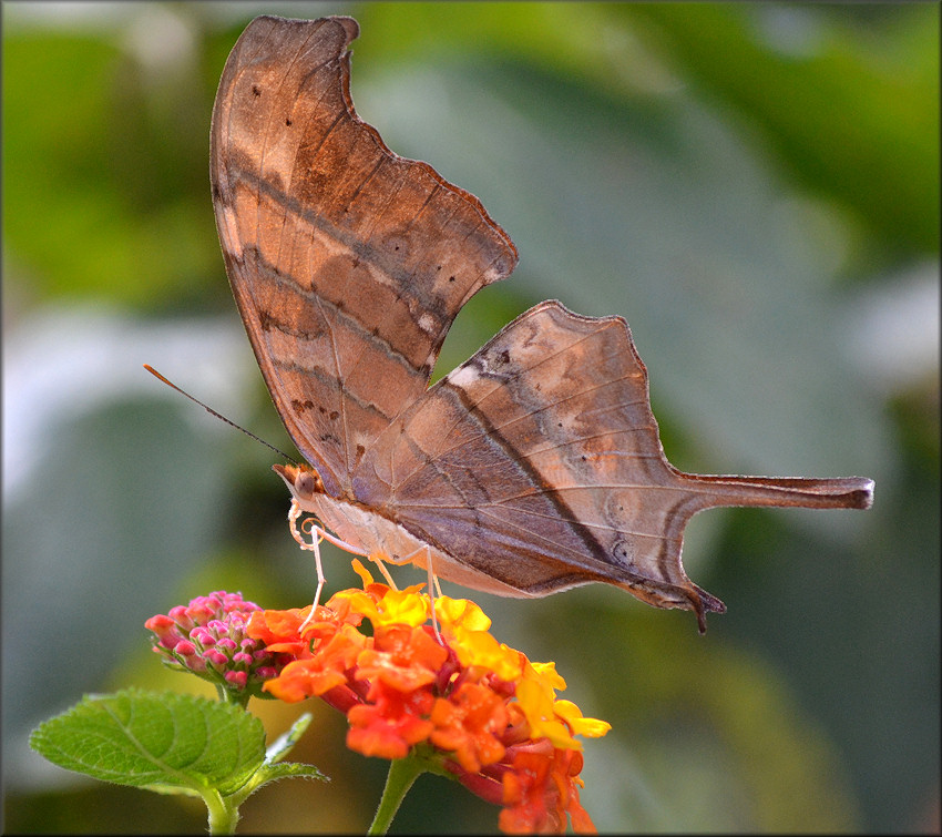  Marpesia petreus Ruddy Daggerwing