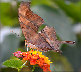 Marpesia petreus Ruddy Daggerwing