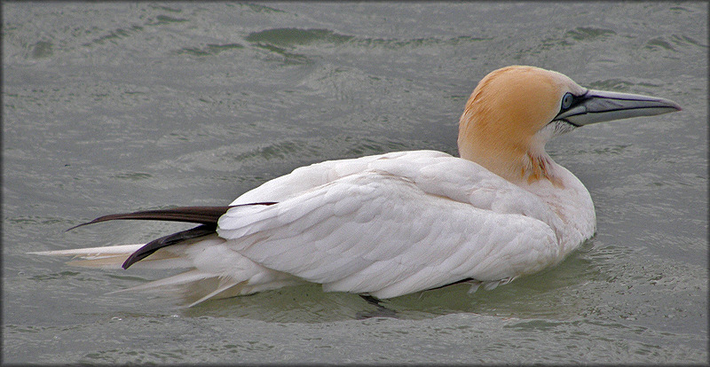 Morus bassanus Northern Gannet