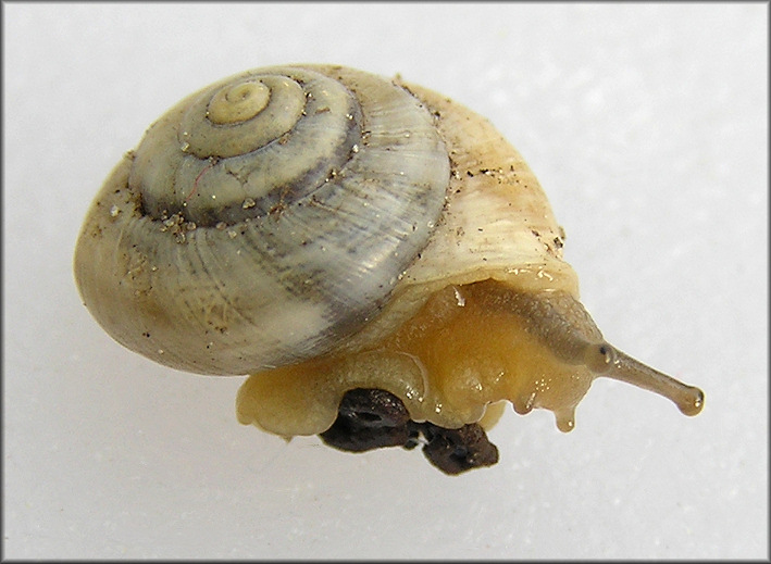 Praticolella mexicana K. Perez, 2011 "Peripatetic Scrubsnail"