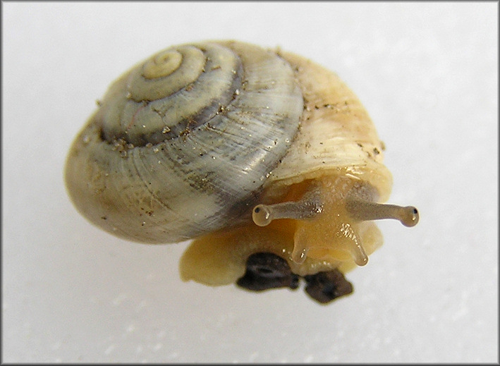 Praticolella mexicana K. Perez, 2011 "Peripatetic Scrubsnail"