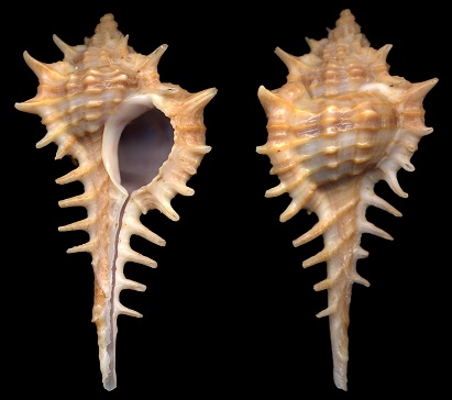 Vokesimurex elenensis (Dall, 1909)