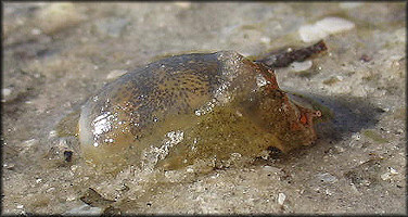 Haminoea succinea (Conrad, 1846) Amber Glassy-bubble