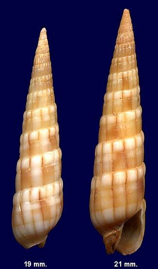 Myurella affinis (Gray, 1834)