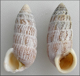 Cerion tridentatum costellatum Pilsbry, 1946 Sinistral