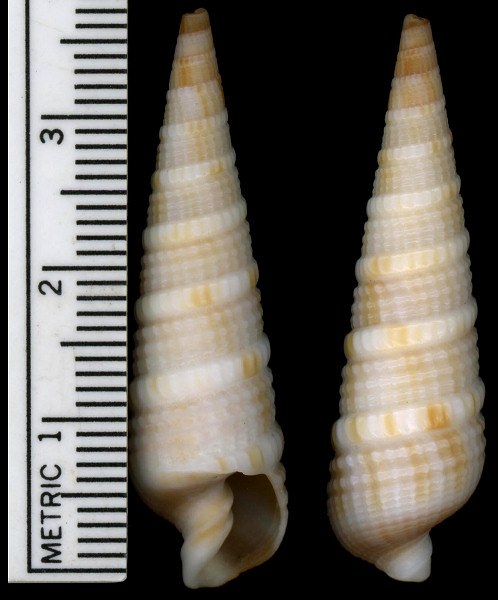 Neoterebra petiveriana Deshayes, 1857