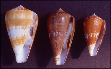 Conus ermineus Born, 1778
