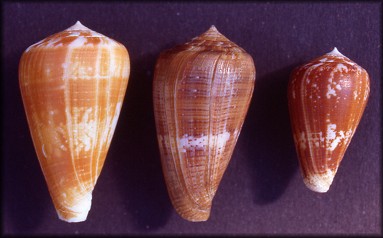 Conus ermineus Born, 1778