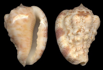 Morum ponderosum (Hanley, 1858)