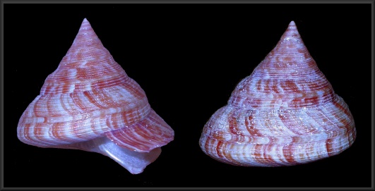 Perotrochus amabilis (F. M. Bayer, 1963)