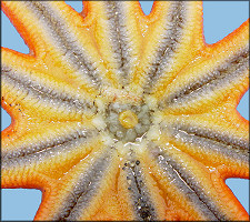 Solaster stimpsoni Verrill, 1880 Striped Sun Star