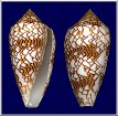 Conus textile Linnaeus, 1758