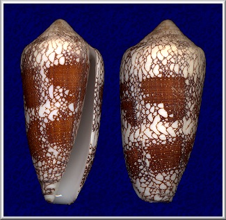 Conus magnificus Reeve, 1843