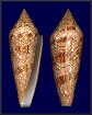 Conus gloriamaris Chemnitz, 1777