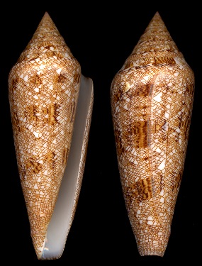 Conus gloriamaris Chemnitz, 1777