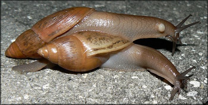 Euglandina rosea (Frussac, 1821) Mating Ritual