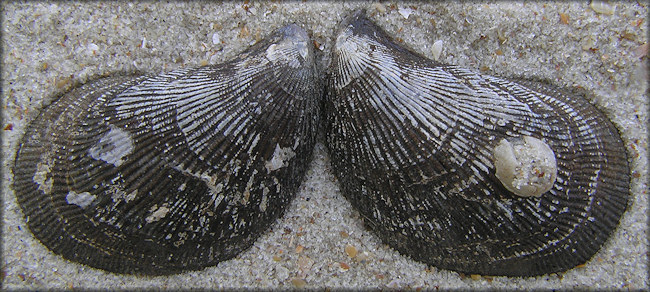 Ischadium recurvum (Rafinesque, 1820) Hooked Mussel