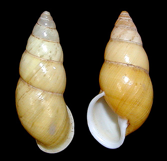 Amphidromus sinistralis Reeve, 1849