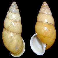 Amphidromus sinistralis Reeve, 1849