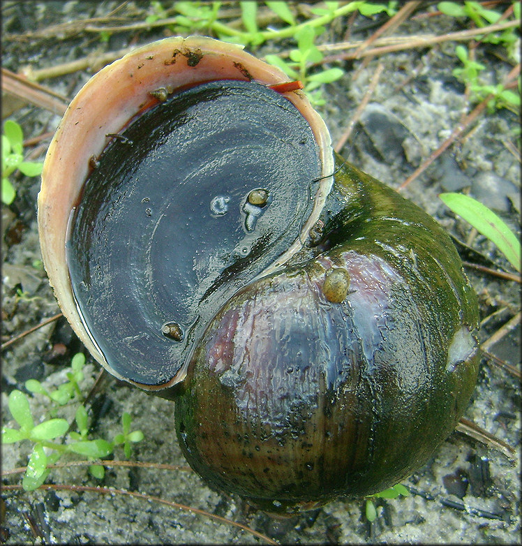 Pomacea maculata Perry, 1810 With Juveniles - 8/8/2010