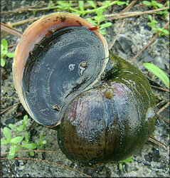 Pomacea maculata Perry, 1810 With Juveniles - 8/8/2010