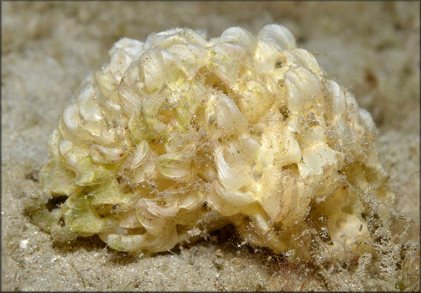 Phyllonotus pomum (Gmelin, 1791) Apple Murex Eggs