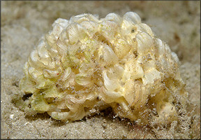 Phyllonotus pomum (Gmelin, 1791) Apple Murex Eggs