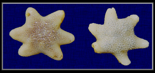 Aleutiaster schefferi A. Clark, 1939 "Scheffer's Aleutian Star"