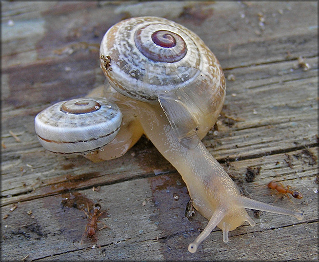 Otala punctata (Mller, 1774) Juveniles