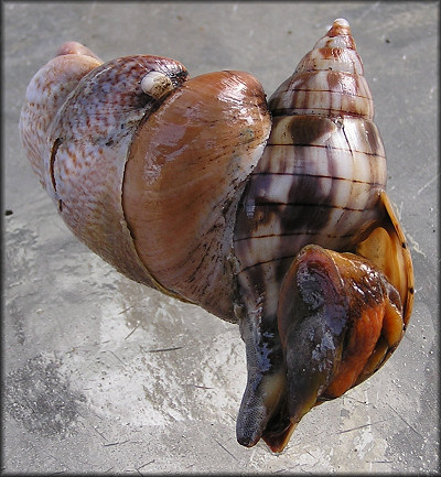 Cinctura hunteria (G. Perry, 1811) and Crepidula fornicata (Linnaeus, 1758)