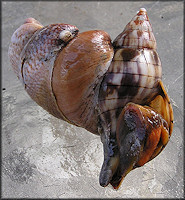 Cinctura hunteria (G. Perry, 1811) Eastern Banded Tulip and Crepidula fornicata (Linnaeus, 1758)