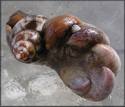 Cinctura hunteria (G. Perry, 1811) and Crepidula fornicata (Linnaeus, 1758)